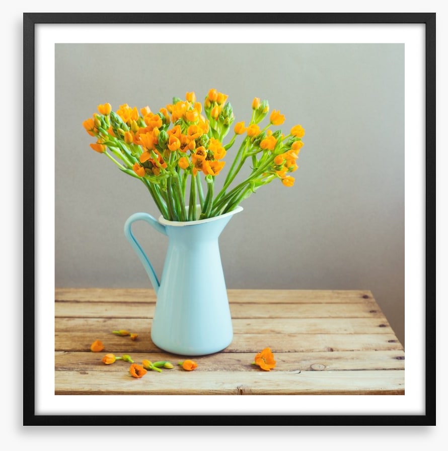 Blue jug blooms