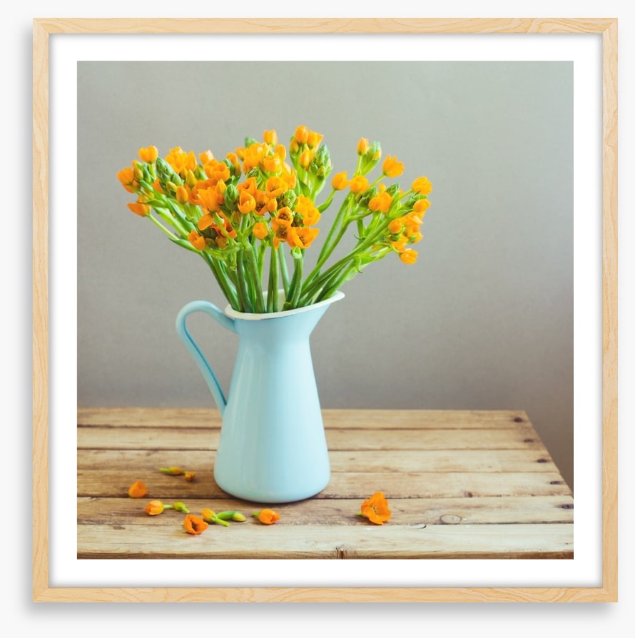 Blue jug blooms