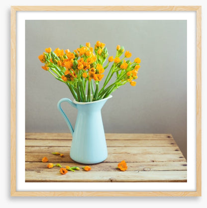 Blue jug blooms