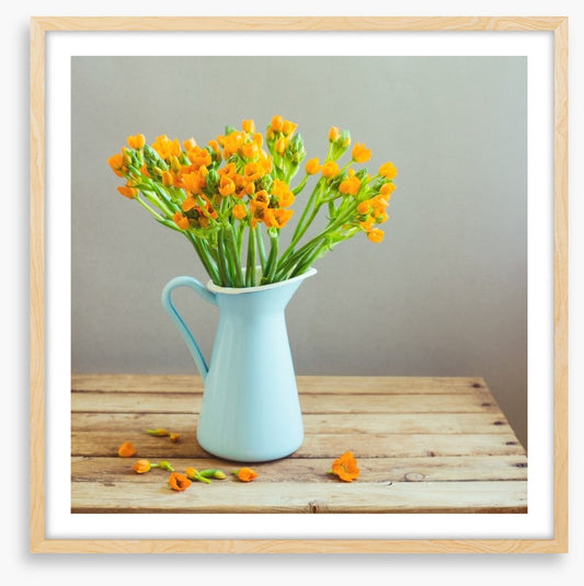 Blue jug blooms