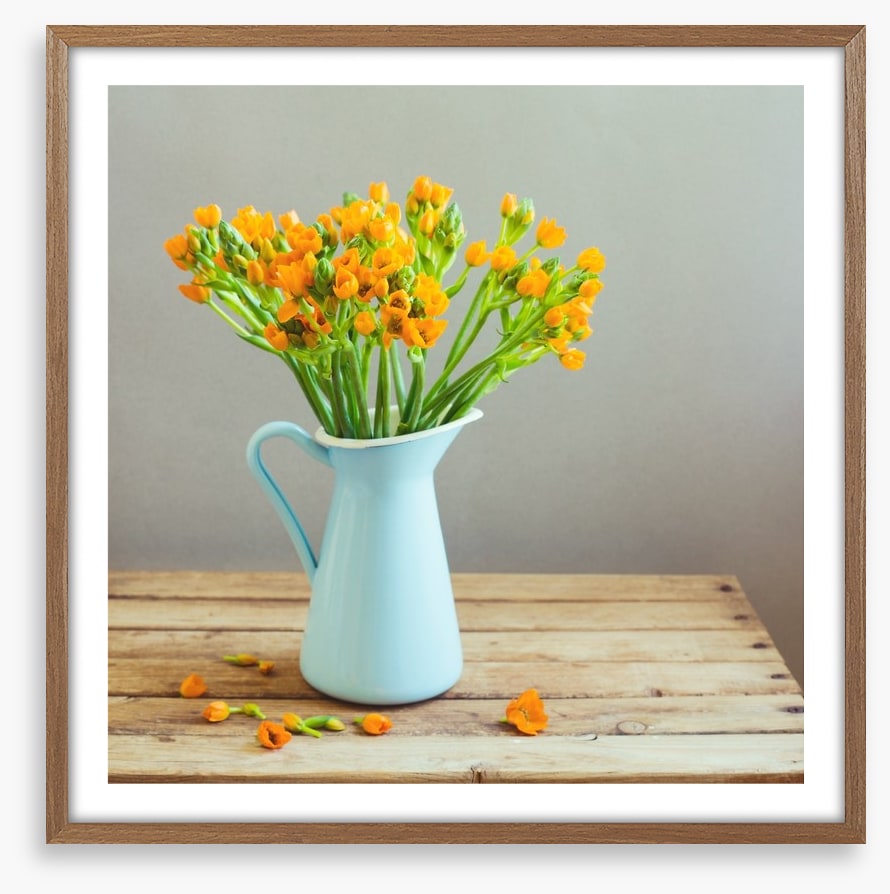Blue jug blooms