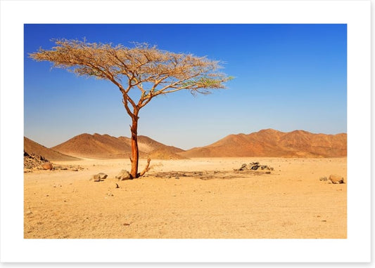 Desert