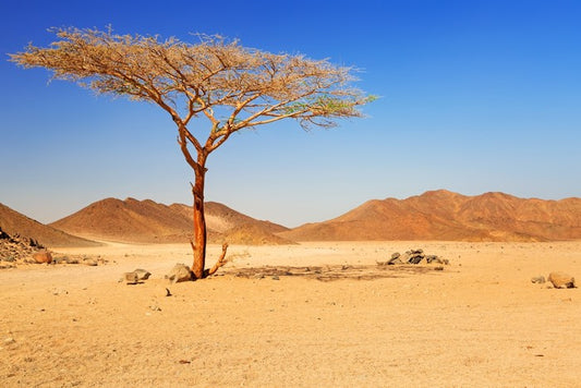 Desert
