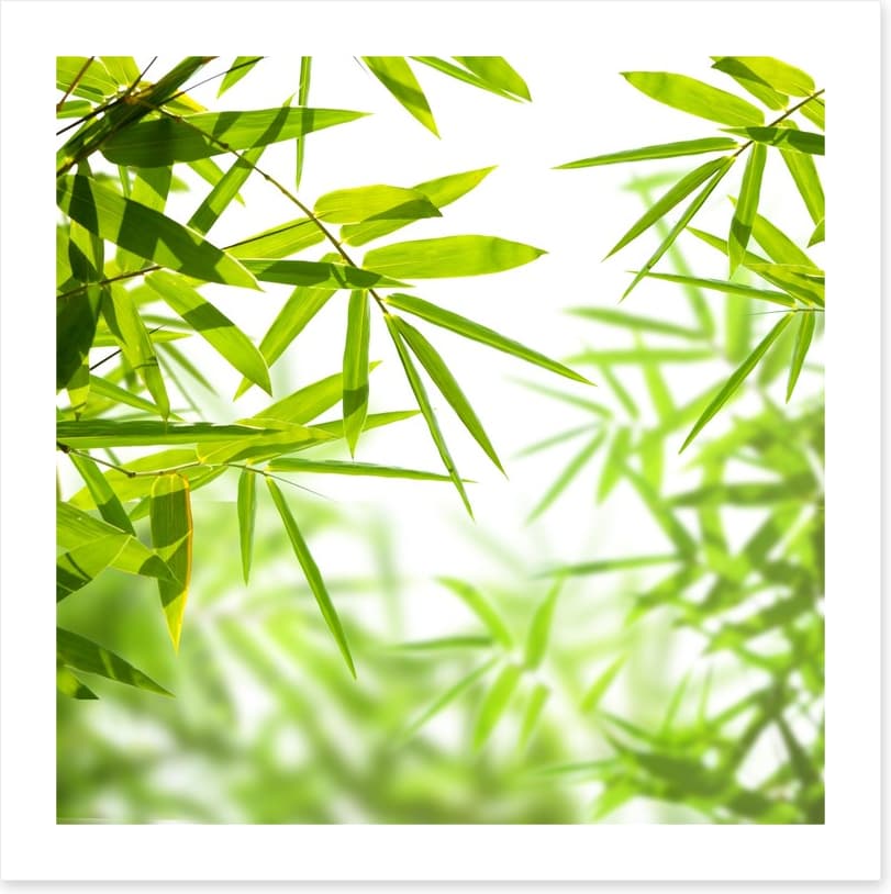 Bamboo leaves