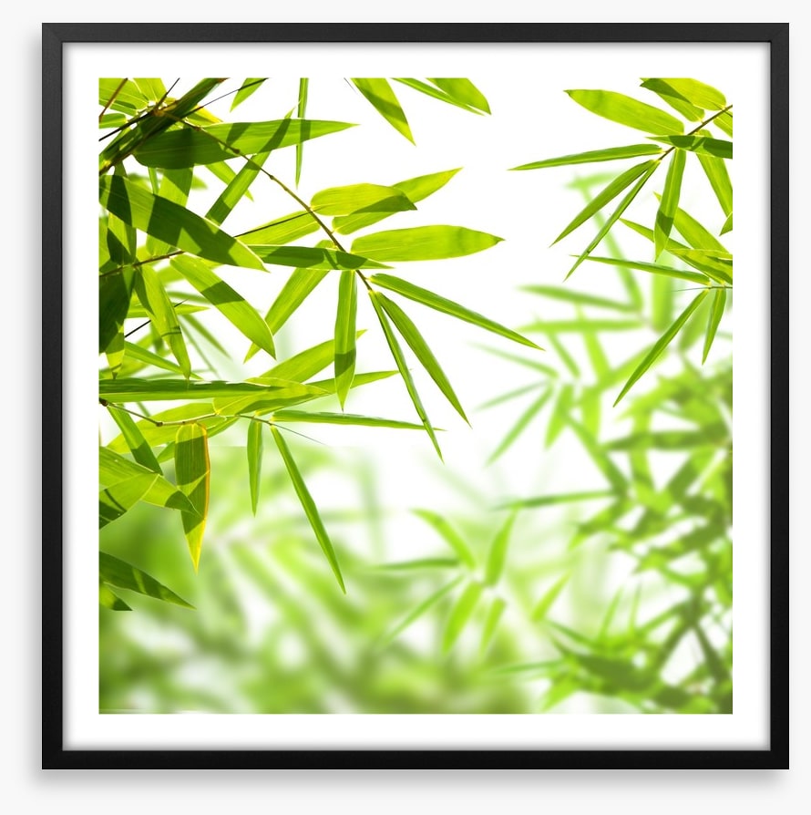 Bamboo leaves