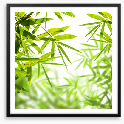 Bamboo leaves