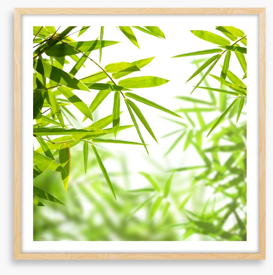 Bamboo leaves