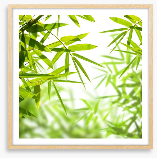 Bamboo leaves