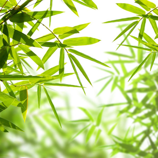 Bamboo leaves