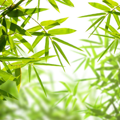 Bamboo leaves