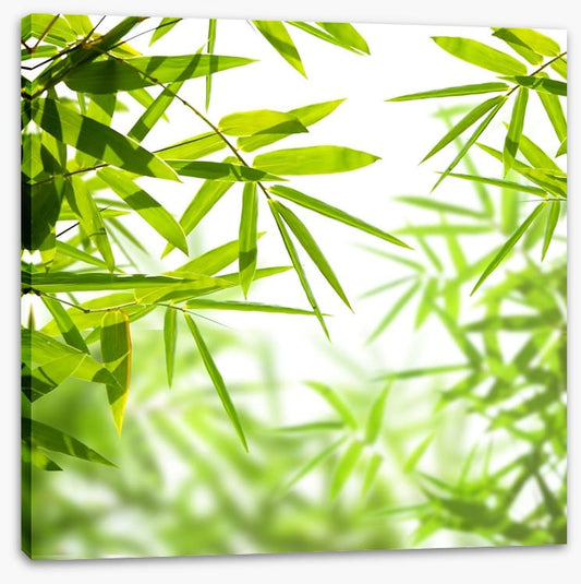 Bamboo leaves