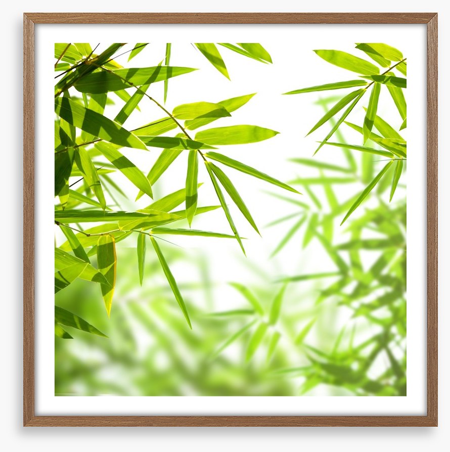 Bamboo leaves