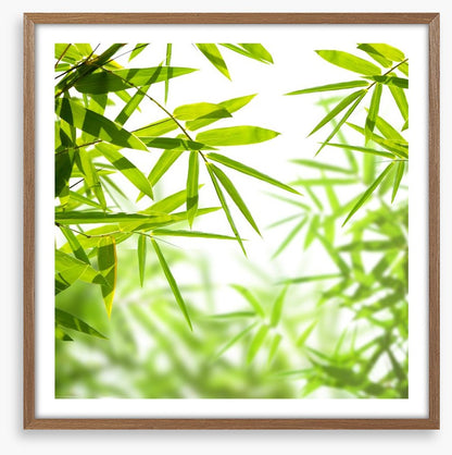 Bamboo leaves
