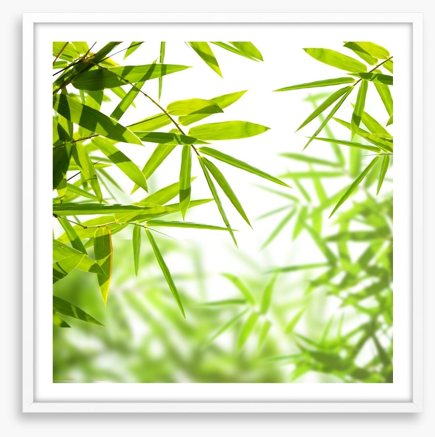 Bamboo leaves