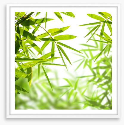 Bamboo leaves