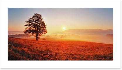 Lone tree in the sunrise meadow