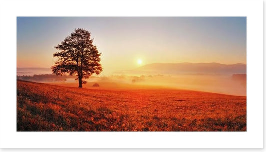 Lone tree in the sunrise meadow