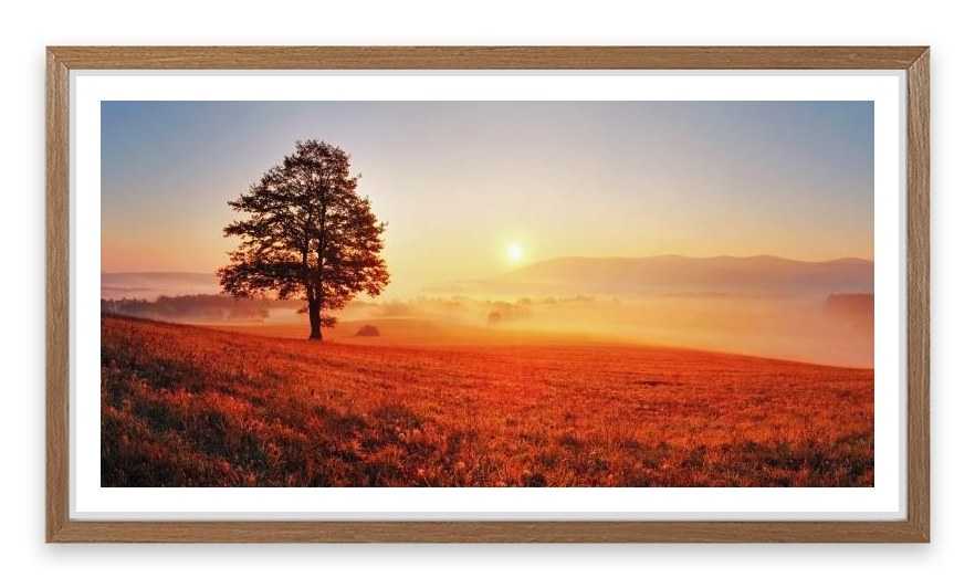 Lone tree in the sunrise meadow