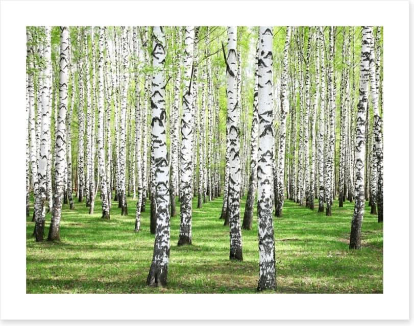 Spring green birch grove