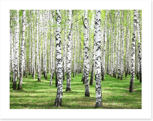Spring green birch grove