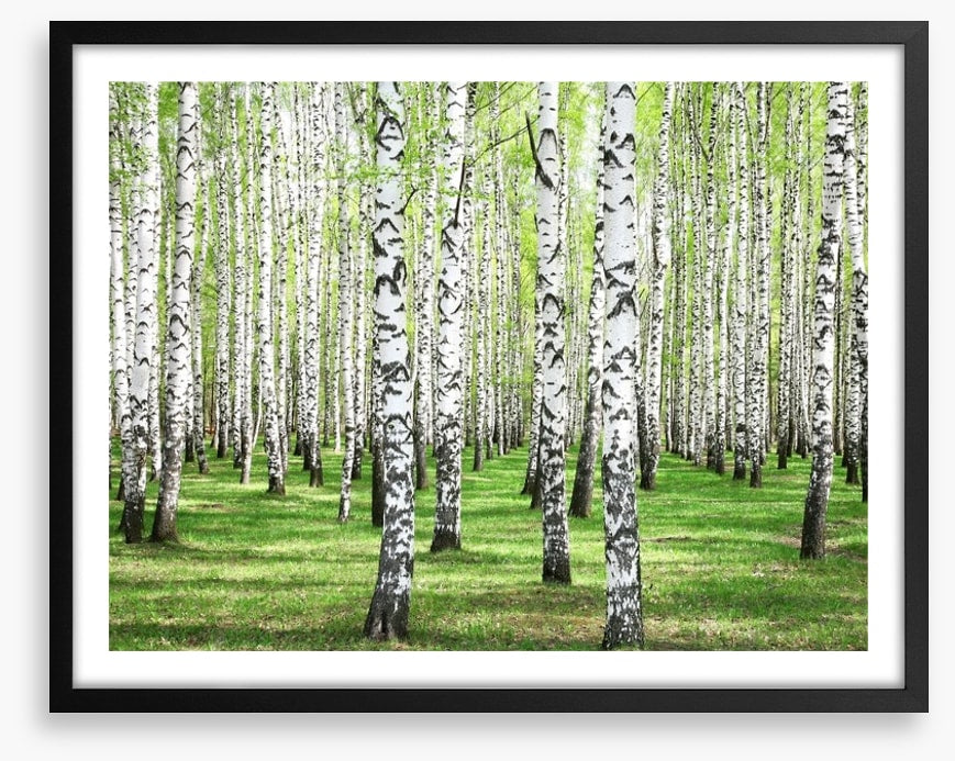 Spring green birch grove