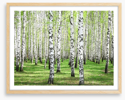 Spring green birch grove