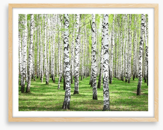 Spring green birch grove