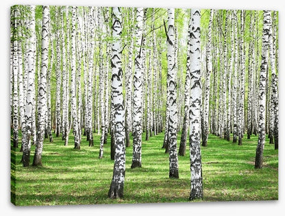 Spring green birch grove
