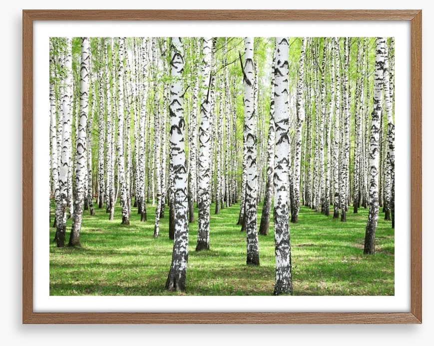 Spring green birch grove