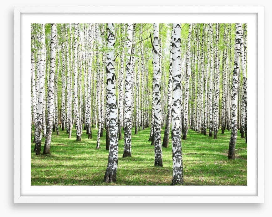 Spring green birch grove