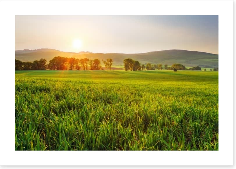 Green wheat glow