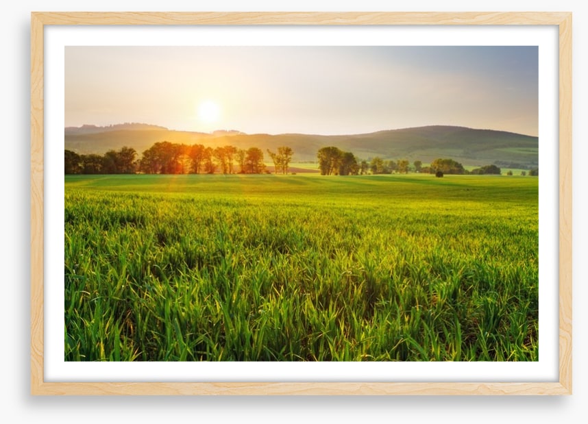 Green wheat glow