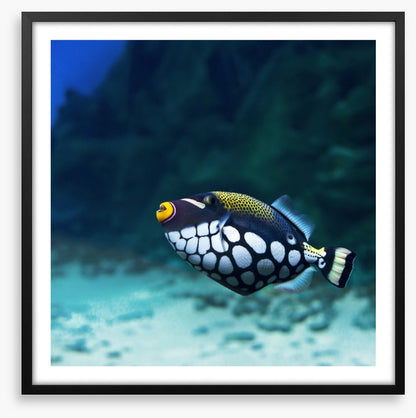 Triggerfish clown