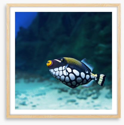 Triggerfish clown
