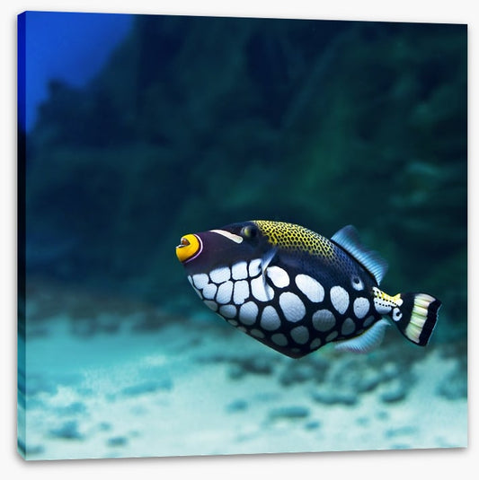 Triggerfish clown