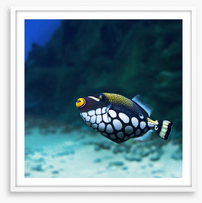Triggerfish clown
