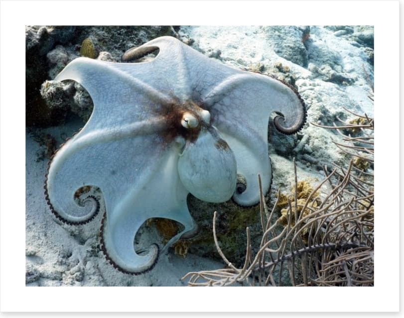 Octopussy