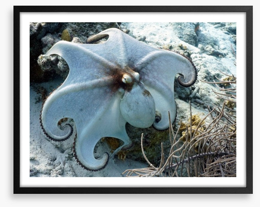 Octopussy