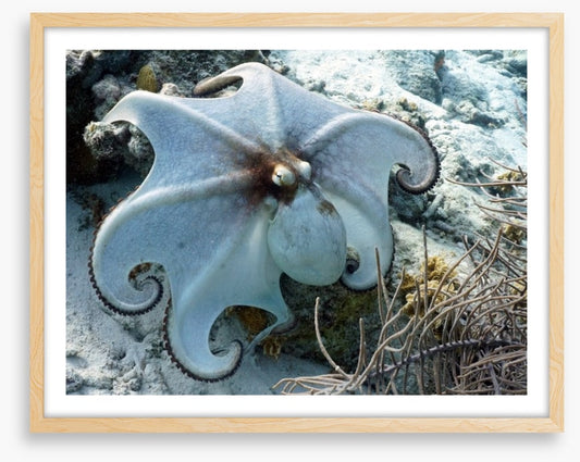 Octopussy