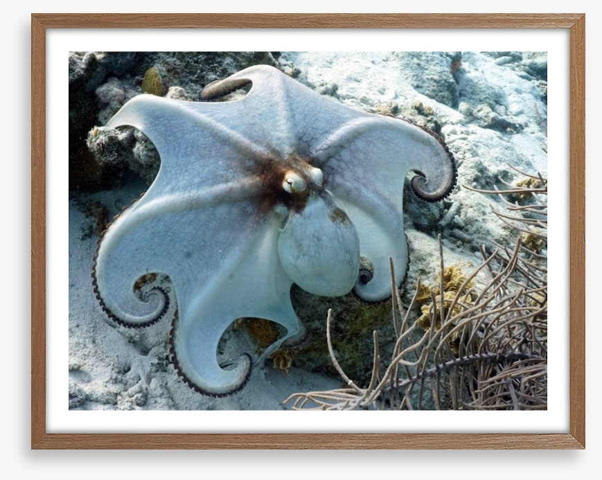 Octopussy