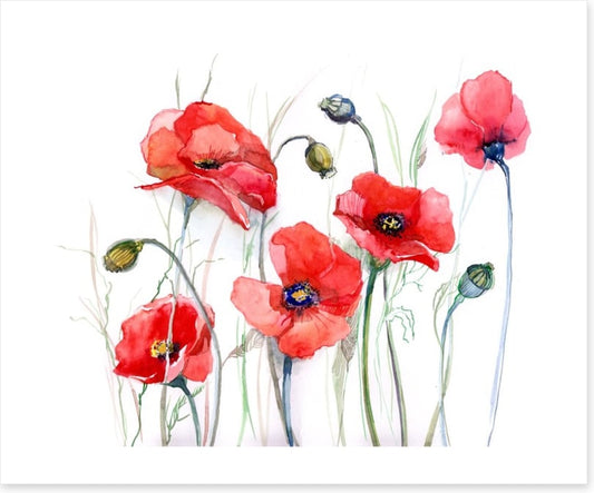 Delicate poppies