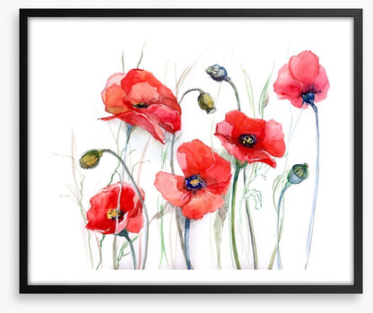 Delicate poppies