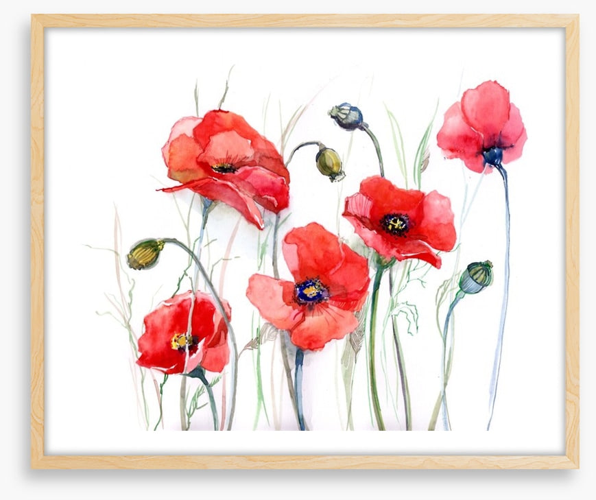 Delicate poppies