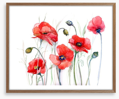 Delicate poppies
