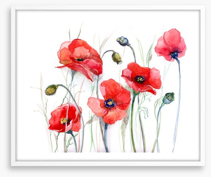 Delicate poppies