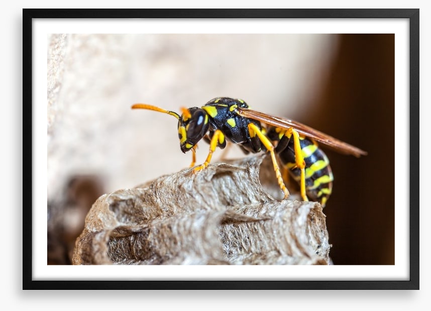 Insects