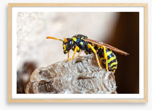 Insects