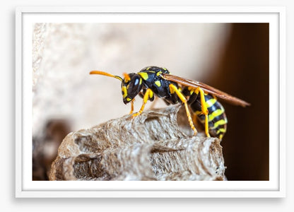 Insects