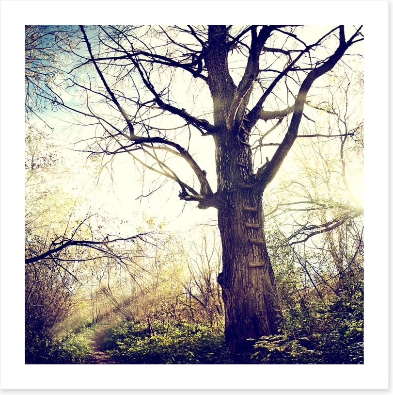 The ancient tree