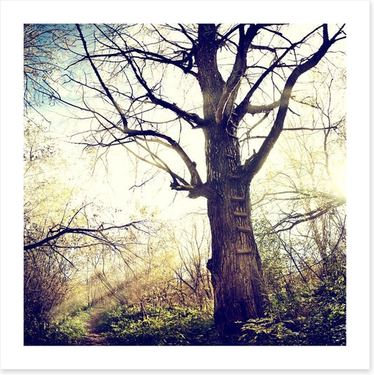 The ancient tree